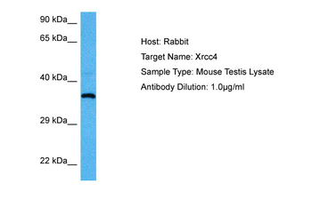 XRCC4 Rabbit Polyclonal Antibody