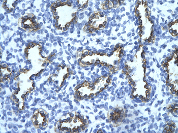 RFP2 Rabbit Polyclonal Antibody