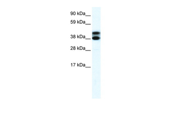 RFP2 Rabbit Polyclonal Antibody