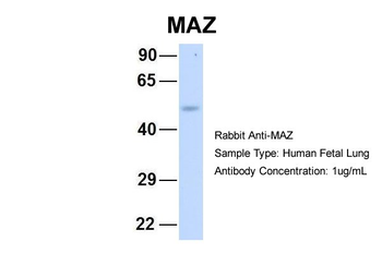 MAZ Rabbit Polyclonal Antibody
