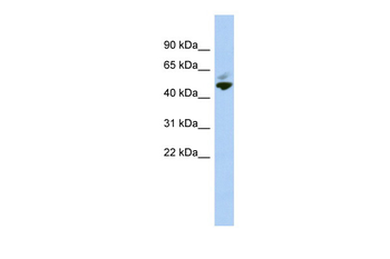 MAZ Rabbit Polyclonal Antibody