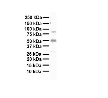 MAZ Rabbit Polyclonal Antibody
