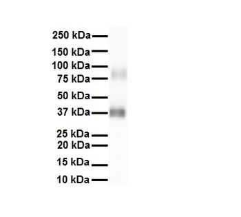 RNF2 Rabbit Polyclonal Antibody