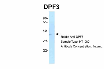 DPF3 Rabbit Polyclonal Antibody