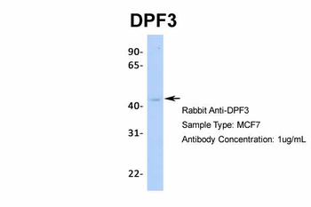 DPF3 Rabbit Polyclonal Antibody