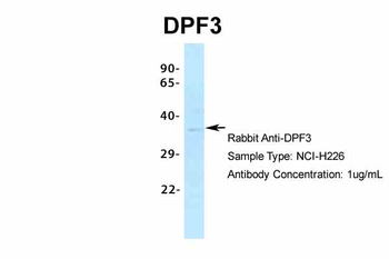 DPF3 Rabbit Polyclonal Antibody