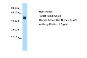 Cnot3 Rabbit Polyclonal Antibody