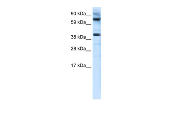 MANSC1 Rabbit Polyclonal Antibody