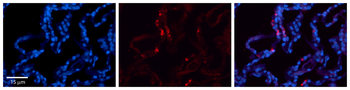 CRIP2 Rabbit Polyclonal Antibody