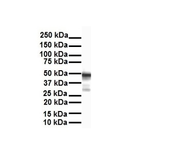ENO1 Rabbit Polyclonal Antibody