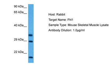 FHL1 Rabbit Polyclonal Antibody