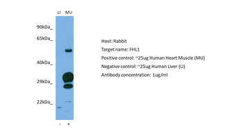 FHL1 Rabbit Polyclonal Antibody
