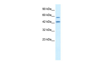 APG4B Rabbit Polyclonal Antibody