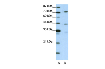 ATG4B Rabbit Polyclonal Antibody