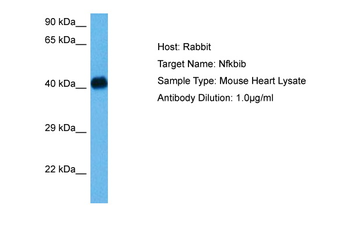 NFKBIB Rabbit Polyclonal Antibody