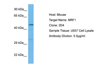NRF1 Rabbit Polyclonal Antibody