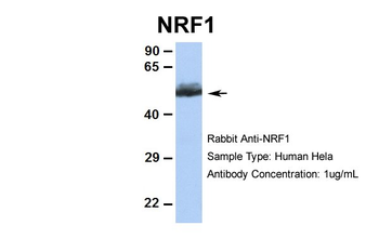 NRF1 Rabbit Polyclonal Antibody