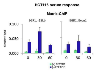 TAF9 Rabbit Polyclonal Antibody