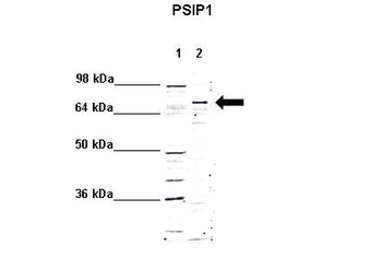 PSIP1 Rabbit Polyclonal Antibody