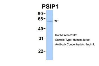 PSIP1 Rabbit Polyclonal Antibody