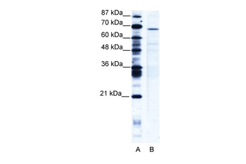 PSIP1 Rabbit Polyclonal Antibody