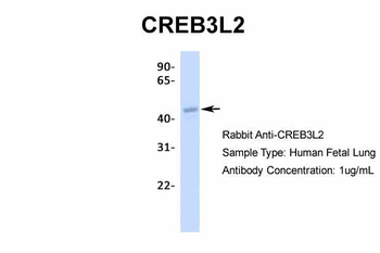 CREB3L2 Rabbit Polyclonal Antibody