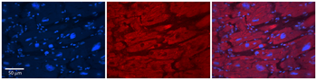 TRIM10 Rabbit Polyclonal Antibody