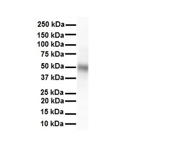 TRIM10 Rabbit Polyclonal Antibody
