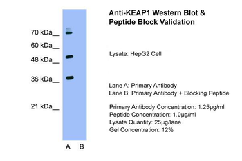 KEAP1 Rabbit Polyclonal Antibody