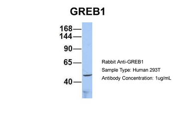 GREB1 Rabbit Polyclonal Antibody