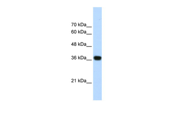 PSIP1 Rabbit Polyclonal Antibody