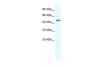 TRIM39 Rabbit Polyclonal Antibody