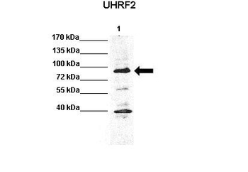 Uhrf2 Rabbit Polyclonal Antibody