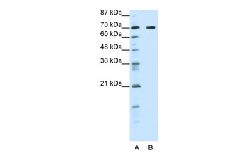 FOXK2 Rabbit Polyclonal Antibody