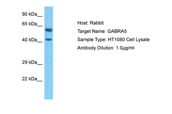 GABRA5 Rabbit Polyclonal Antibody