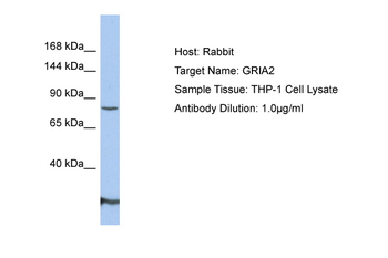 GRIA2 Rabbit Polyclonal Antibody