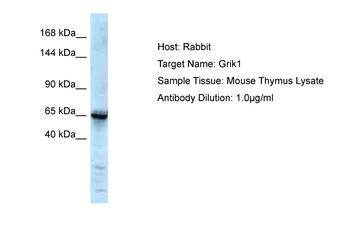 GRIK1 Rabbit Polyclonal Antibody
