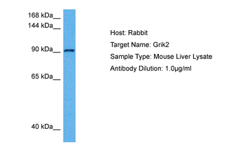 Gria3 Rabbit Polyclonal Antibody