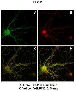 GRIN2B Rabbit Polyclonal Antibody
