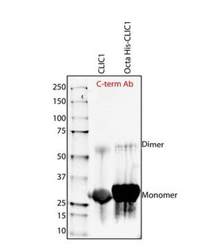CLIC1 Rabbit Polyclonal Antibody