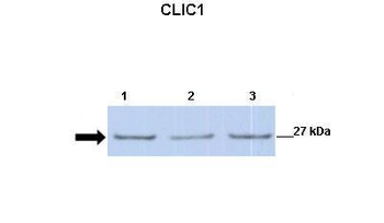 CLIC1 Rabbit Polyclonal Antibody
