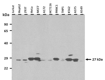 CLIC1 Rabbit Polyclonal Antibody