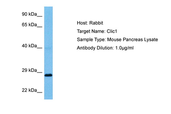 CLIC1 Rabbit Polyclonal Antibody