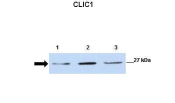 CLIC1 Rabbit Polyclonal Antibody