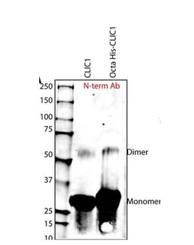 CLIC1 Rabbit Polyclonal Antibody