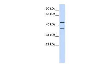 KCNJ4 Rabbit Polyclonal Antibody