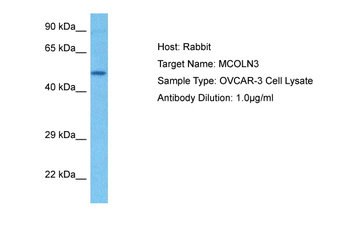 MCOLN3 Rabbit Polyclonal Antibody