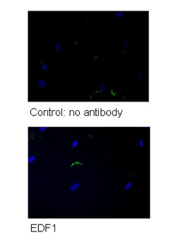 EDF1 Rabbit Polyclonal Antibody