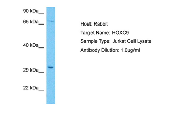 HOXC9 Rabbit Polyclonal Antibody