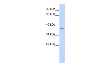 FOXB1 Rabbit Polyclonal Antibody